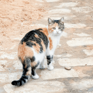 Calico cat on brick path
