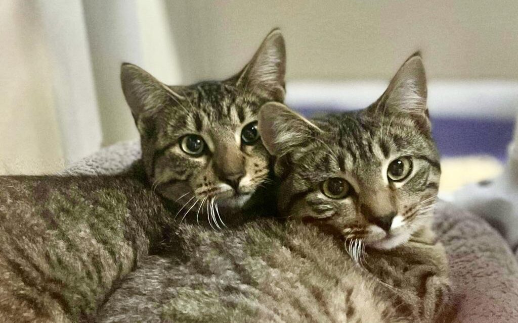 Two tabby cats snuggling and looking at the camera