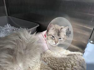 fluffy gray cat wearing surgical collar