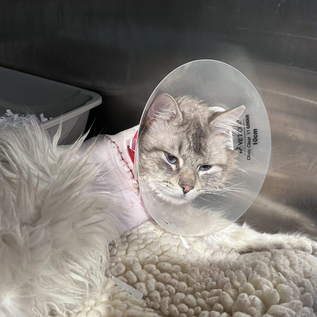 fluffy gray cat wearing surgical collar