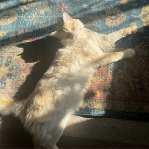 Orange cat sleeping in the sunshine