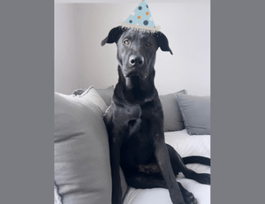 Black dog wearing a party hat sitting on grey couch