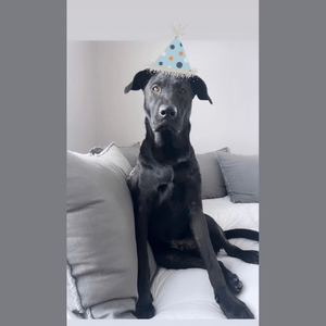 Black dog wearing a party hat sitting on grey couch
