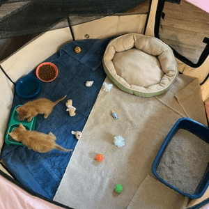 two kittens eating in a pet playpen