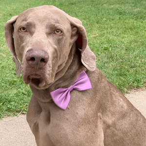 dog wearing bow tie