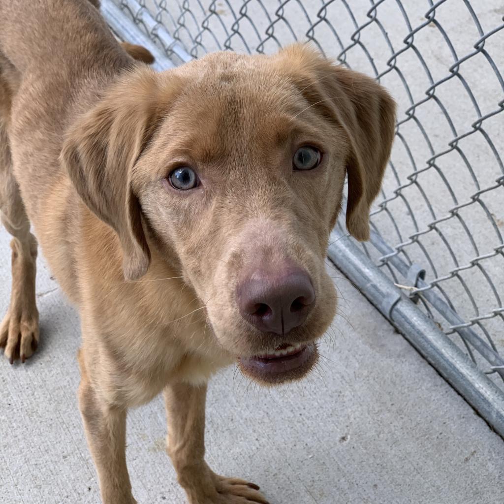 Thin, brown dog in kennel