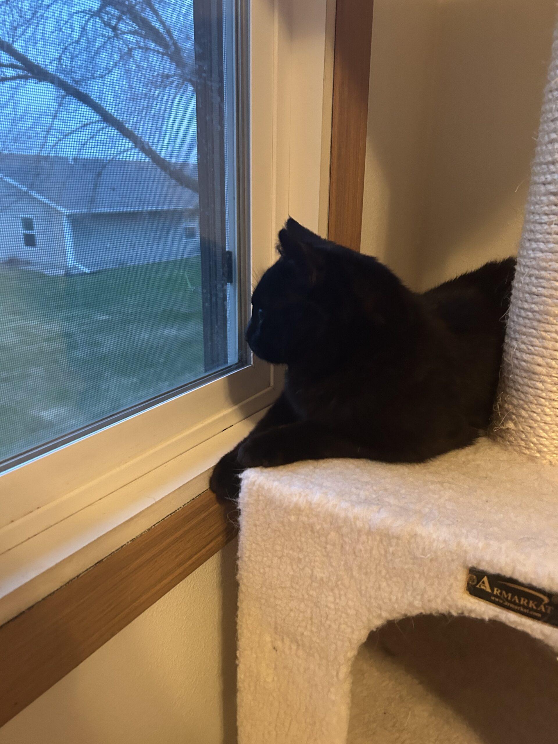 Black cat looking out window