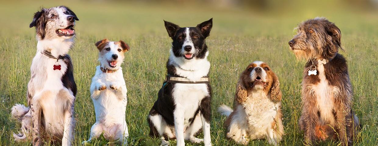 Adopt a dog at BENCHS